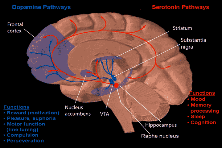 Dopamine (blue) and serotonin (red) pathways in the brain